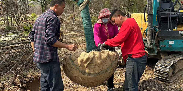 土(tǔ)球标準 土(tǔ)球标準